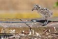 gull_chick_0306096171