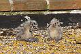 gull_chick_0306096189