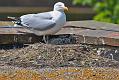 gull_chicks_0106095891