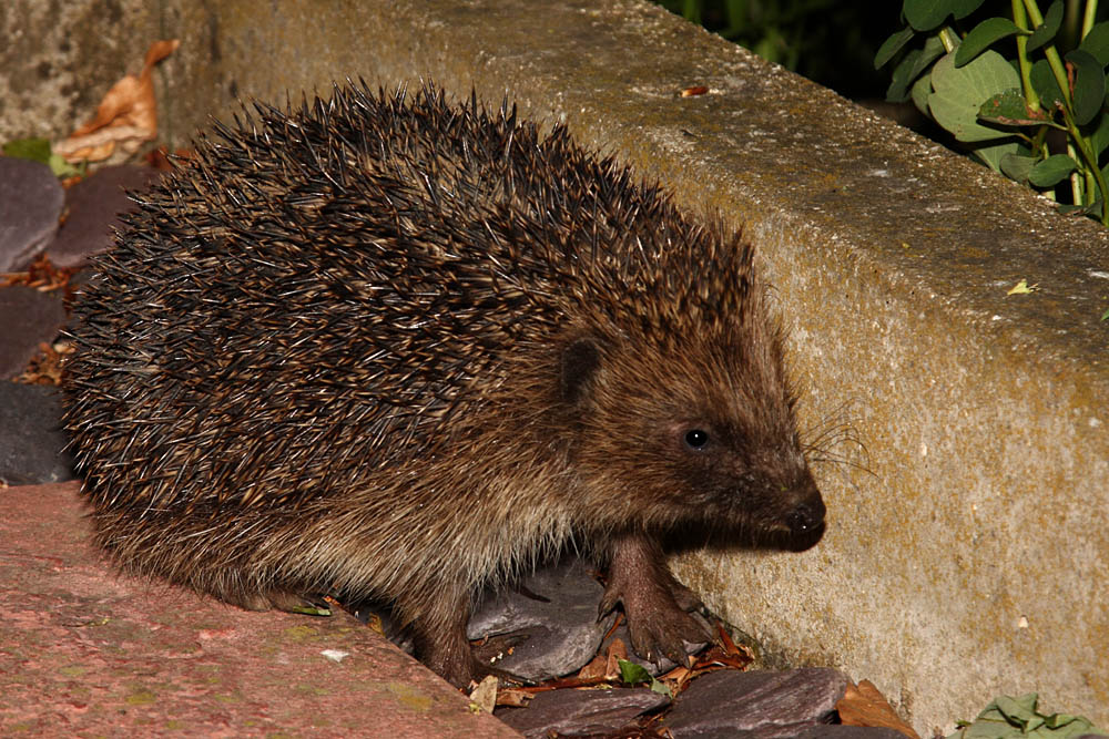 hedgehog_1305092037.jpg