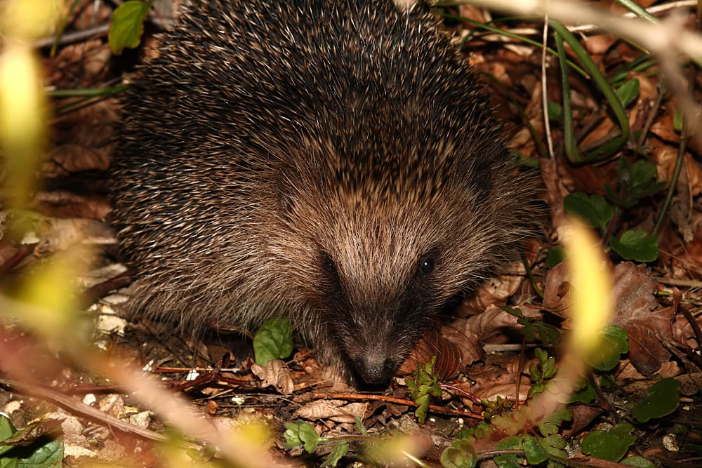 hedgehog_1504083238.jpg
