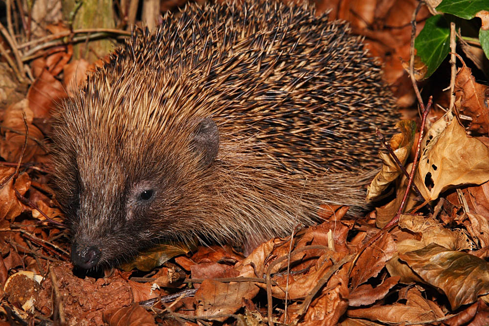 hedgehog_1604083379.jpg