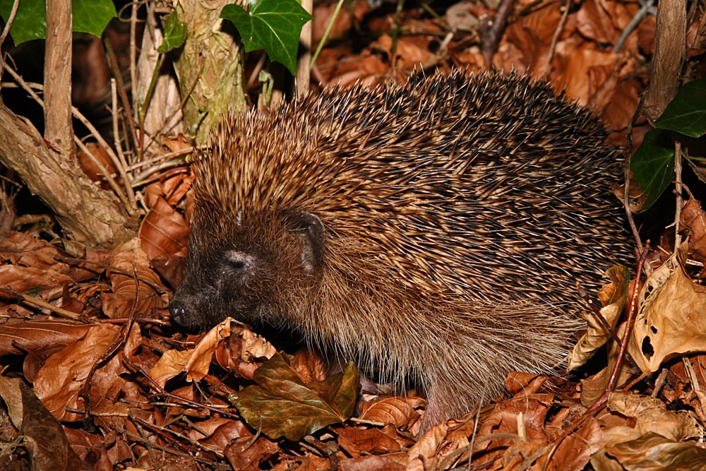 hedgehog_1604083382.jpg