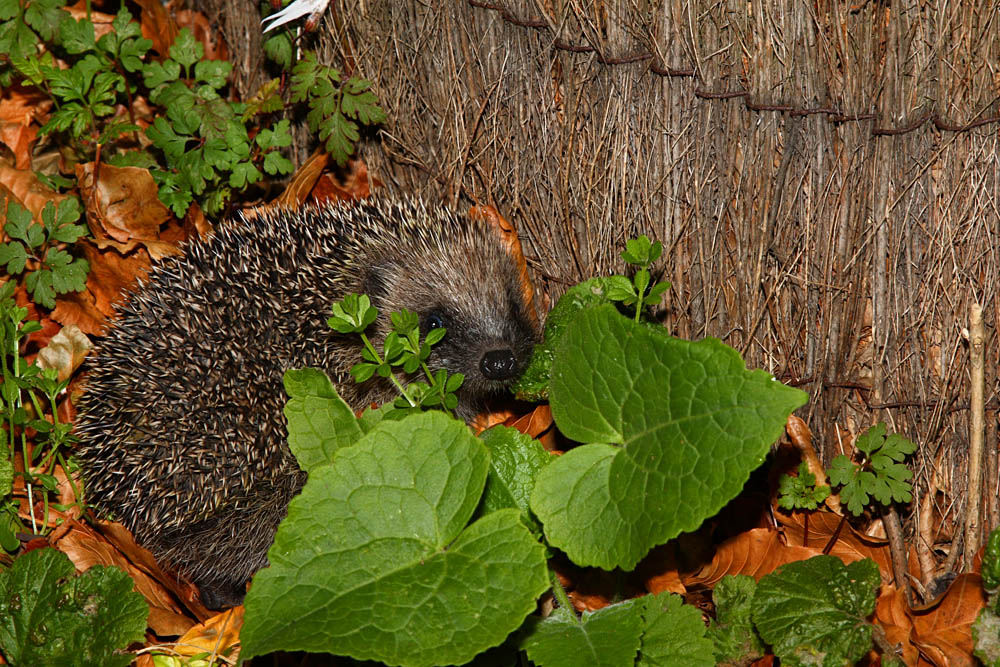 hedgehog_1910089024.jpg