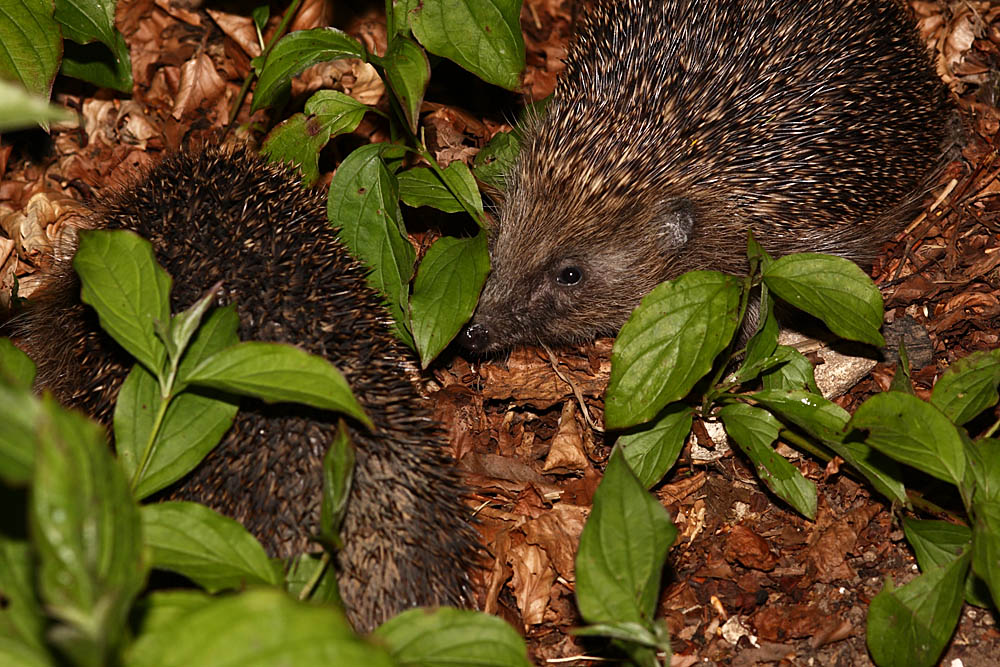 hedgehog_x2_1005091850.jpg