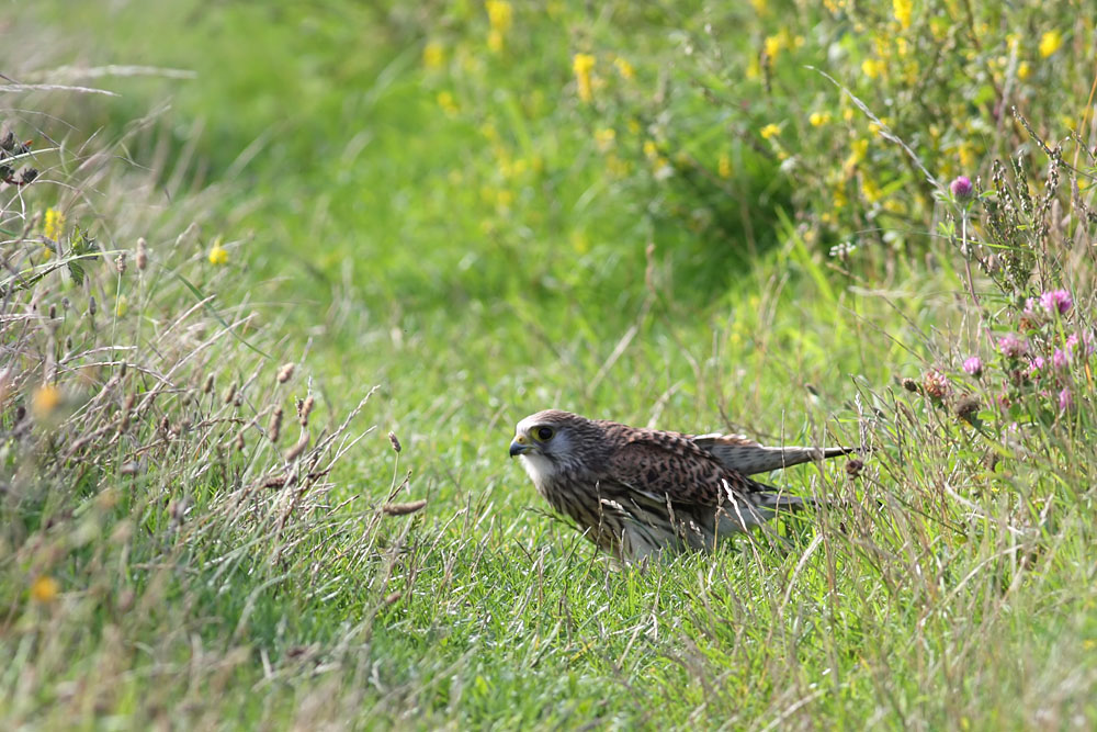 kestrel_0208096469.jpg