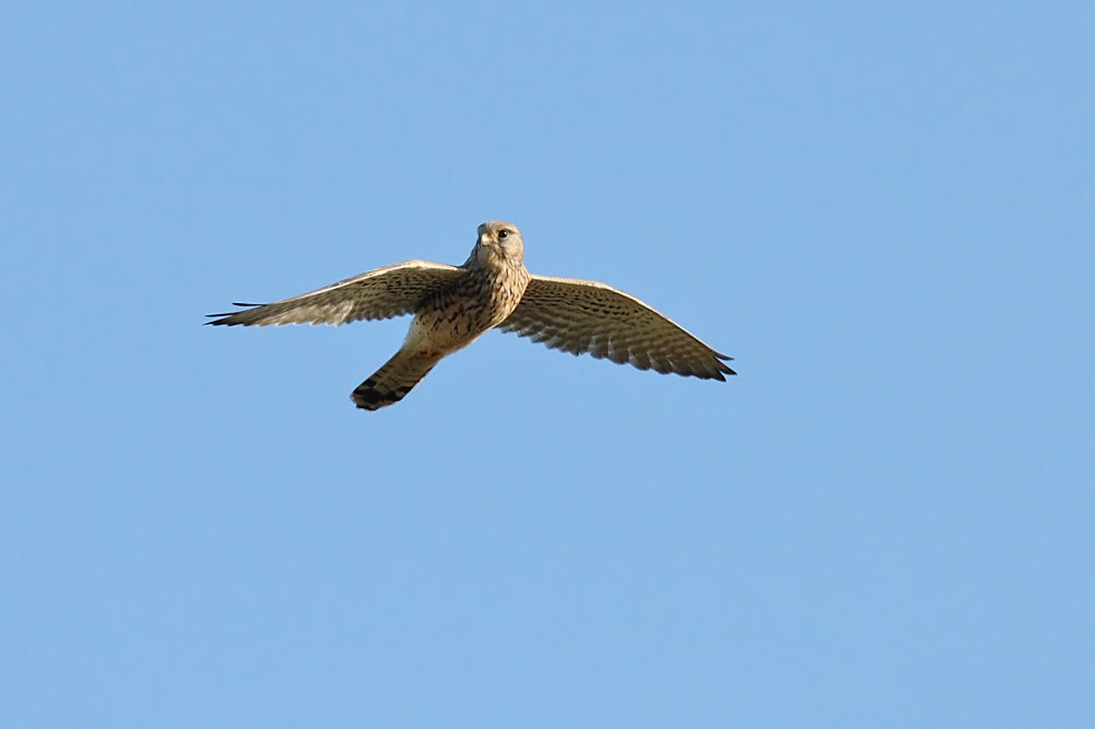 kestrel_0711090281.jpg