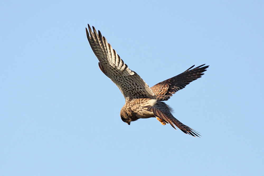 kestrel_0711090337.jpg