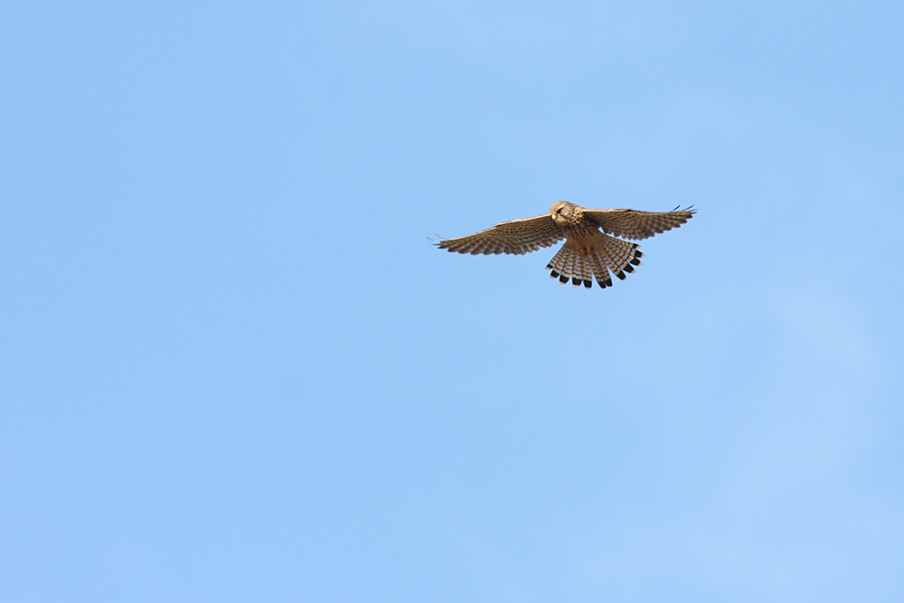 kestrel_1101099060.jpg