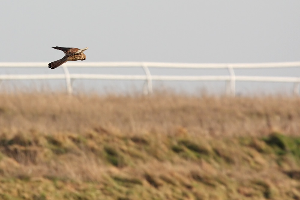 kestrel_1101099149.jpg