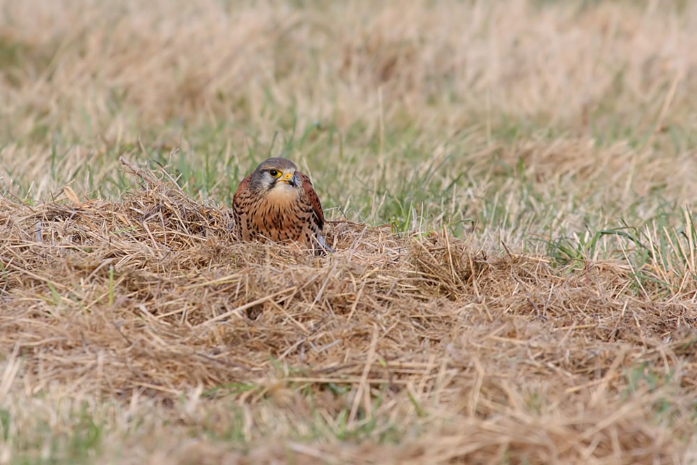kestrel_1101099181.jpg
