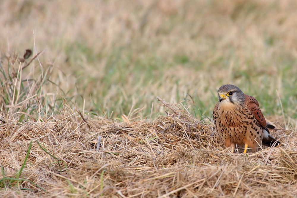 kestrel_1101099192.jpg
