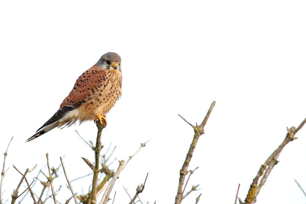 kestrel_1101099323.jpg