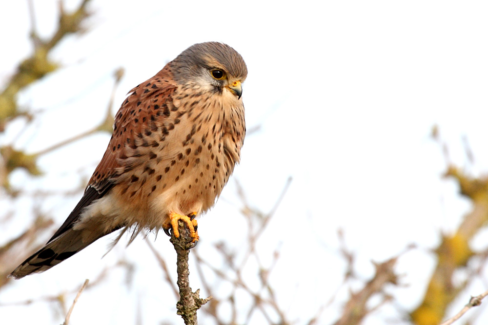 kestrel_1101099328.jpg