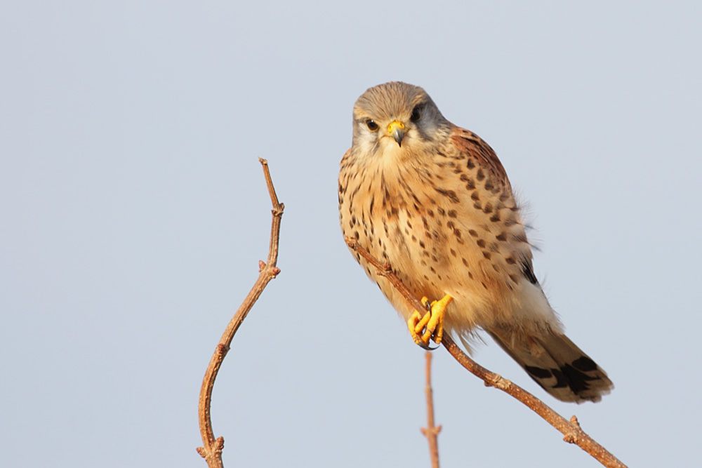 kestrel_1101099356.jpg