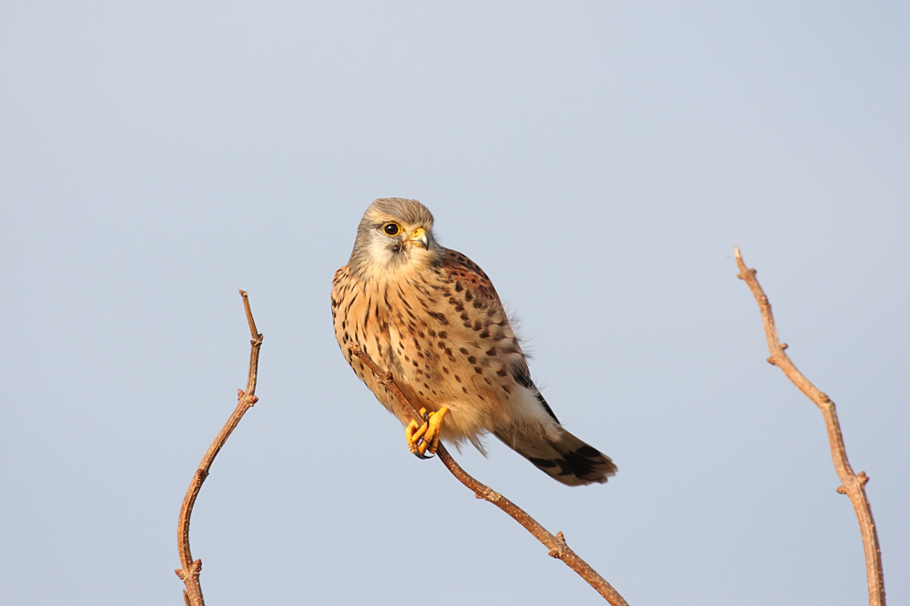 kestrel_1101099361.jpg