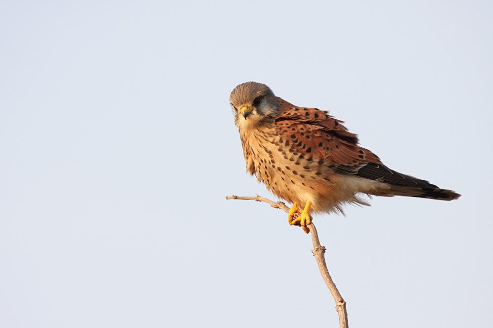 kestrel_1101099493.jpg