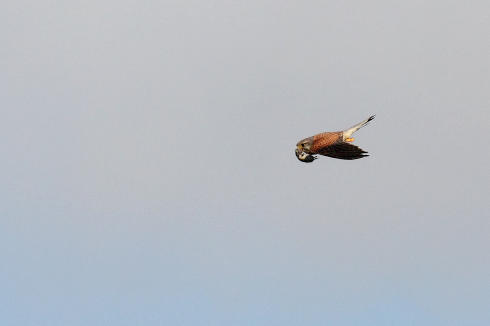kestrel_1207093020.jpg
