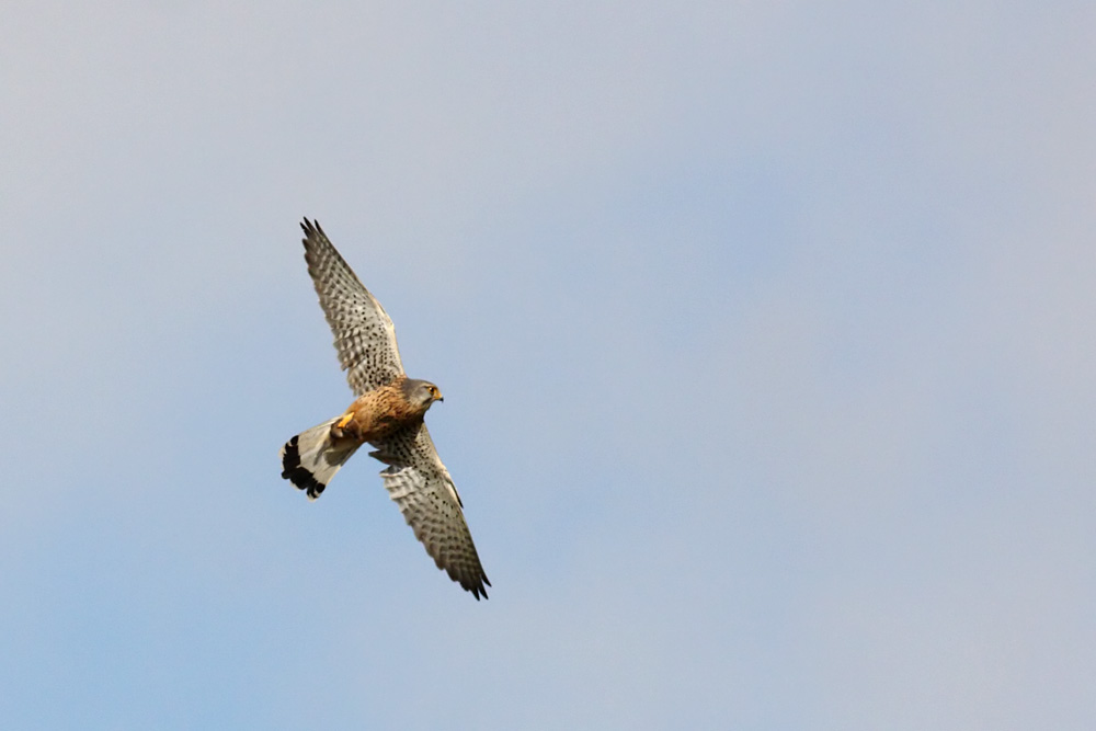 kestrel_1207093045.jpg