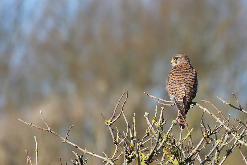 kestrel_1402094073.jpg