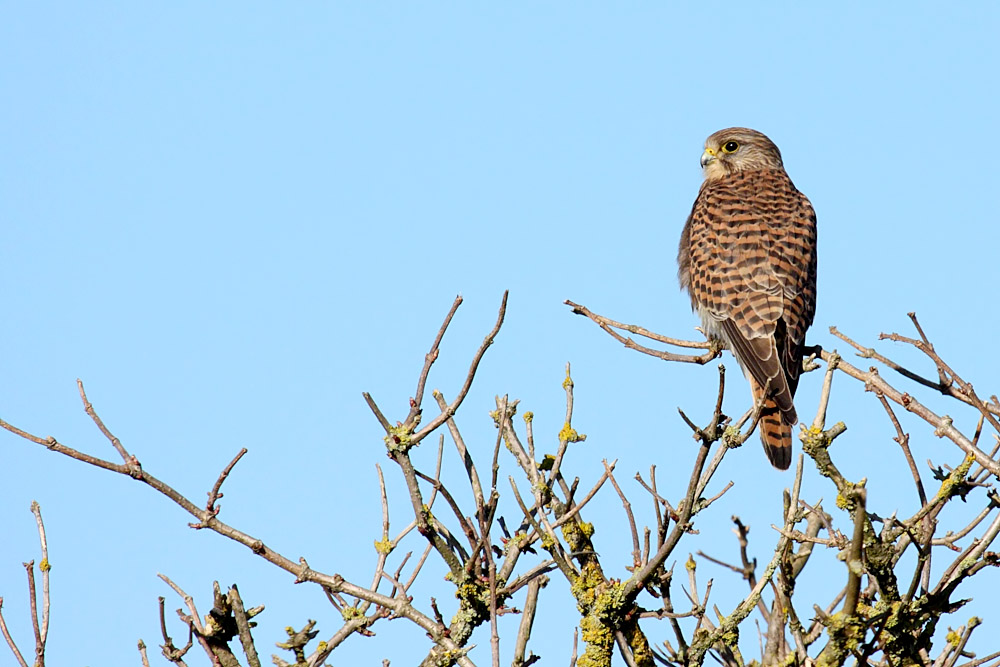 kestrel_1402094076.jpg