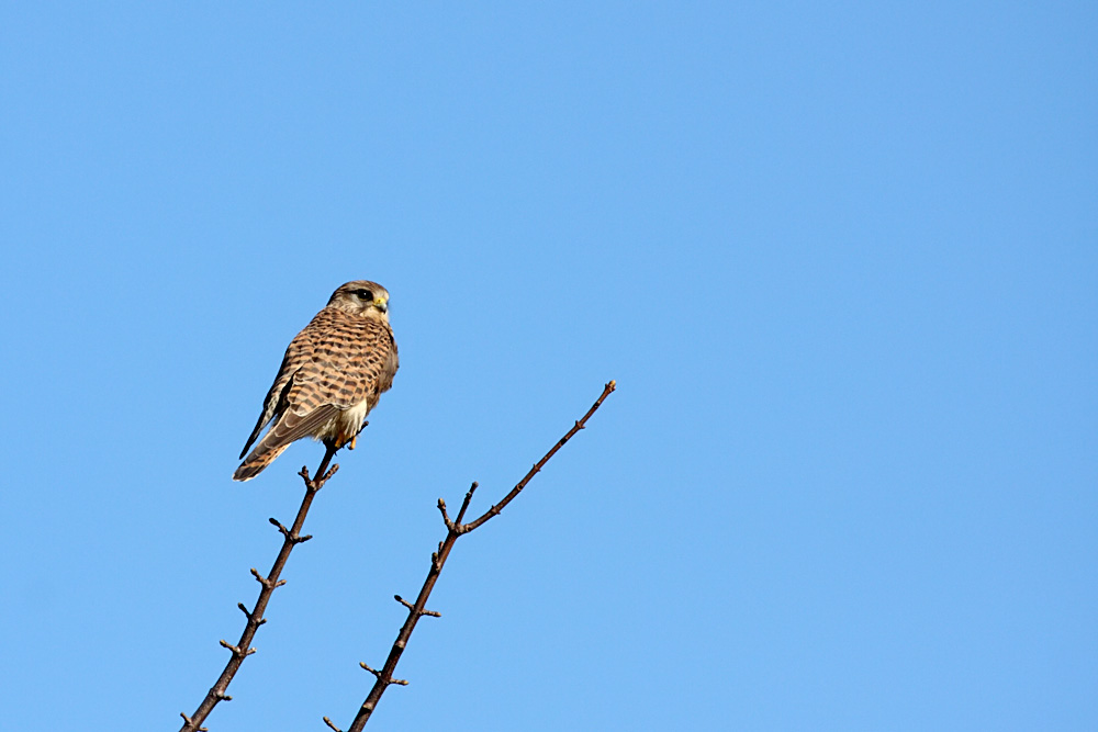 kestrel_1402094100.jpg