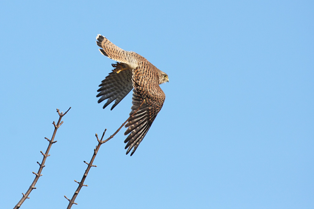 kestrel_1402094101.jpg