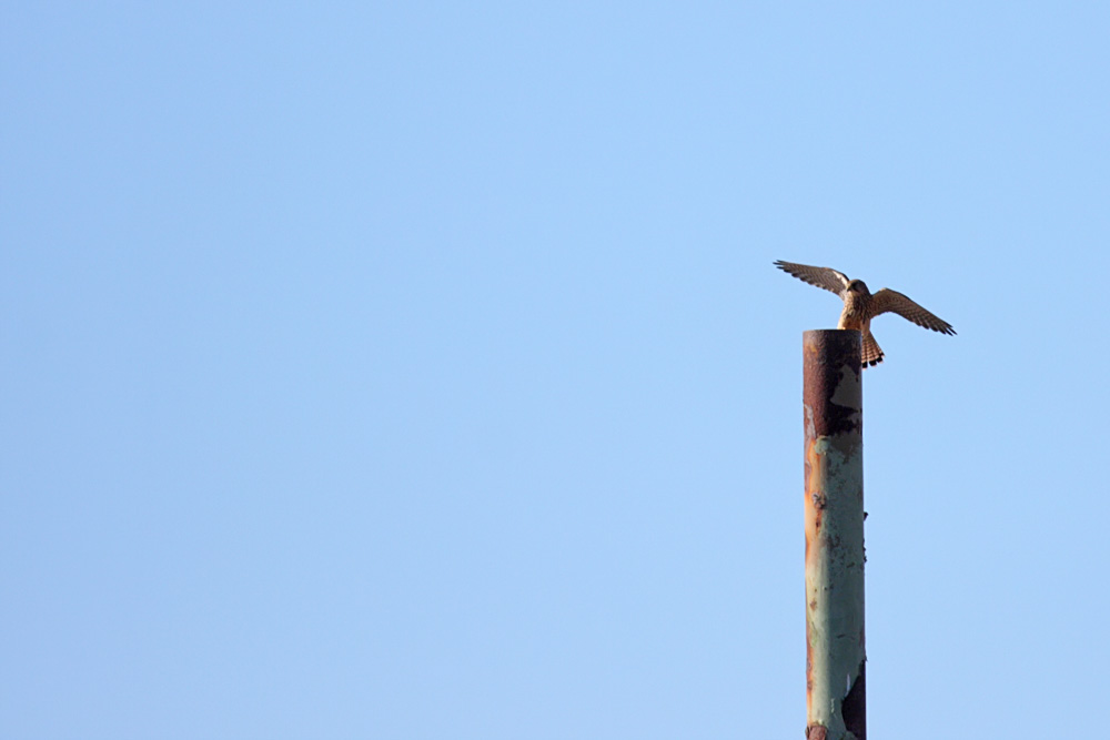 kestrel_1402094122.jpg