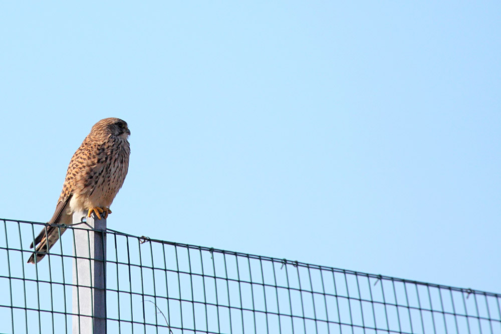 kestrel_1402094140.jpg