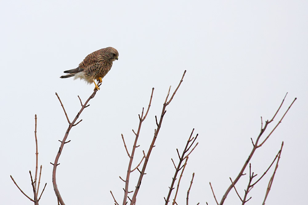 kestrel_1701099933.jpg