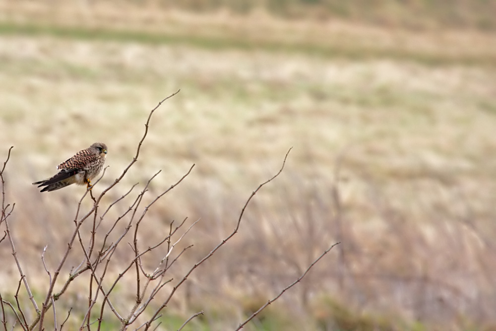 kestrel_1701099999_37.jpg