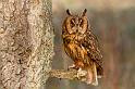 long_eared_owl_2003124867