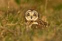 short_eared_owl_2003124260