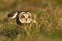 short_eared_owl_2003124299