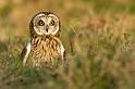 Owls
