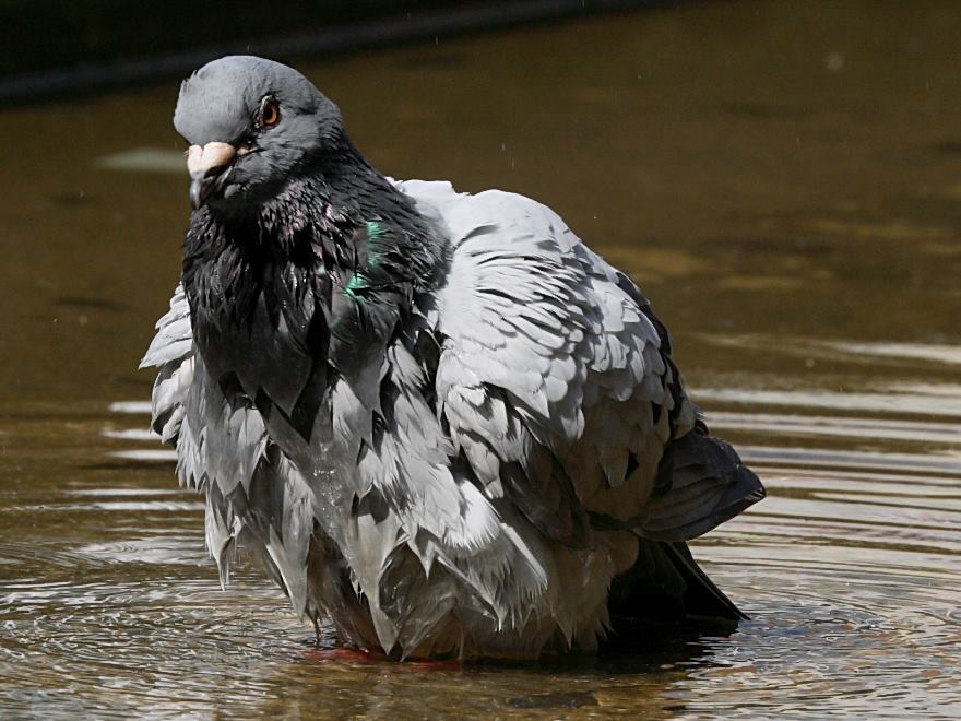 feral pigeon