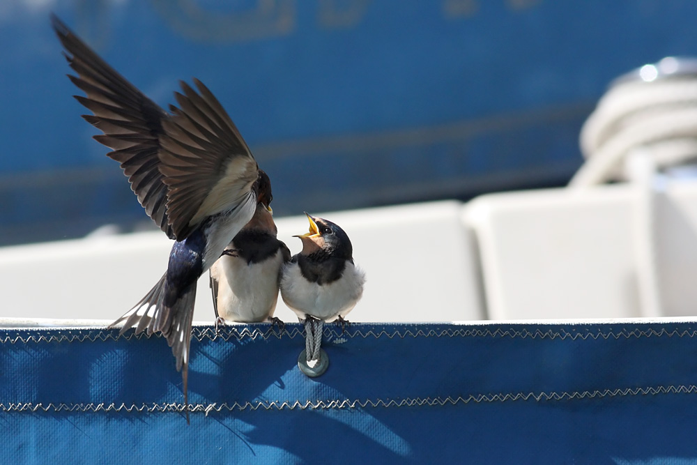 swallow_0807091960.jpg