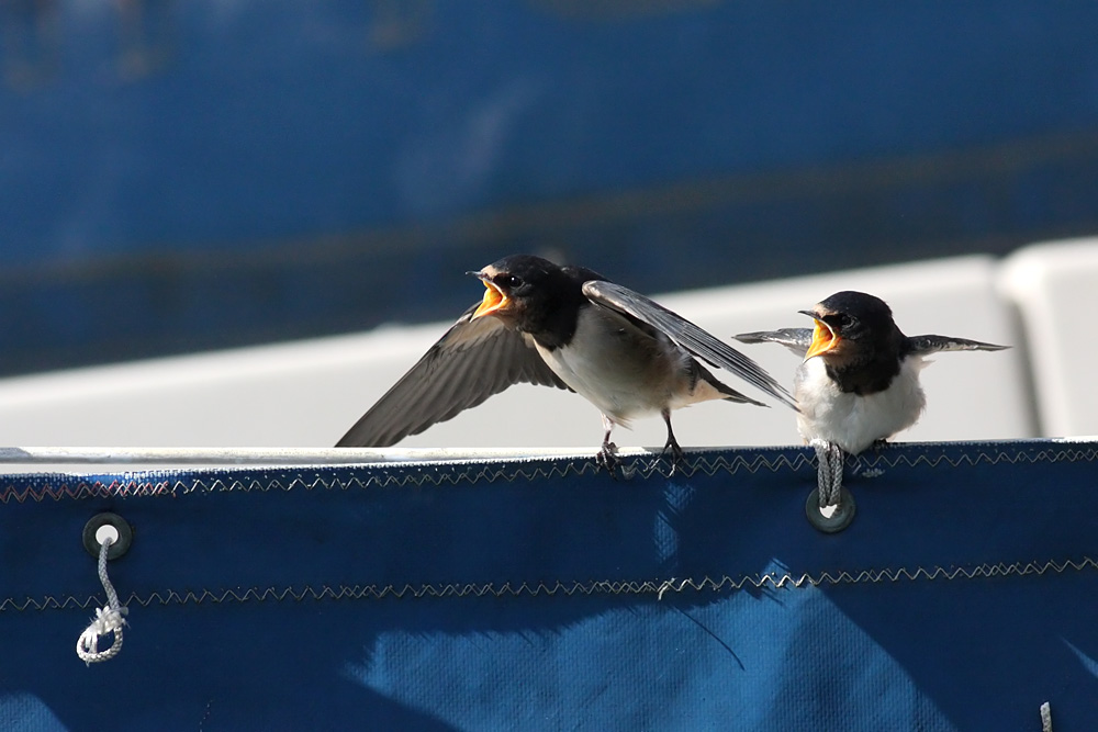 swallow_0807092037.jpg