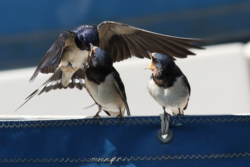 swallow_0807092060.jpg