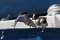 swallow_0807091984