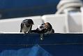 swallow_0807092034