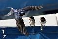 swallow chicks