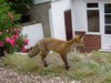 backdoor cub