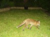 cub stride