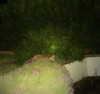 Cub pounce