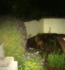 Cub escaping with prey
