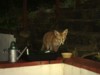 fox cub