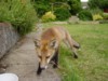 fox cub