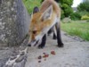 fox cub