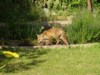 fox cub walking